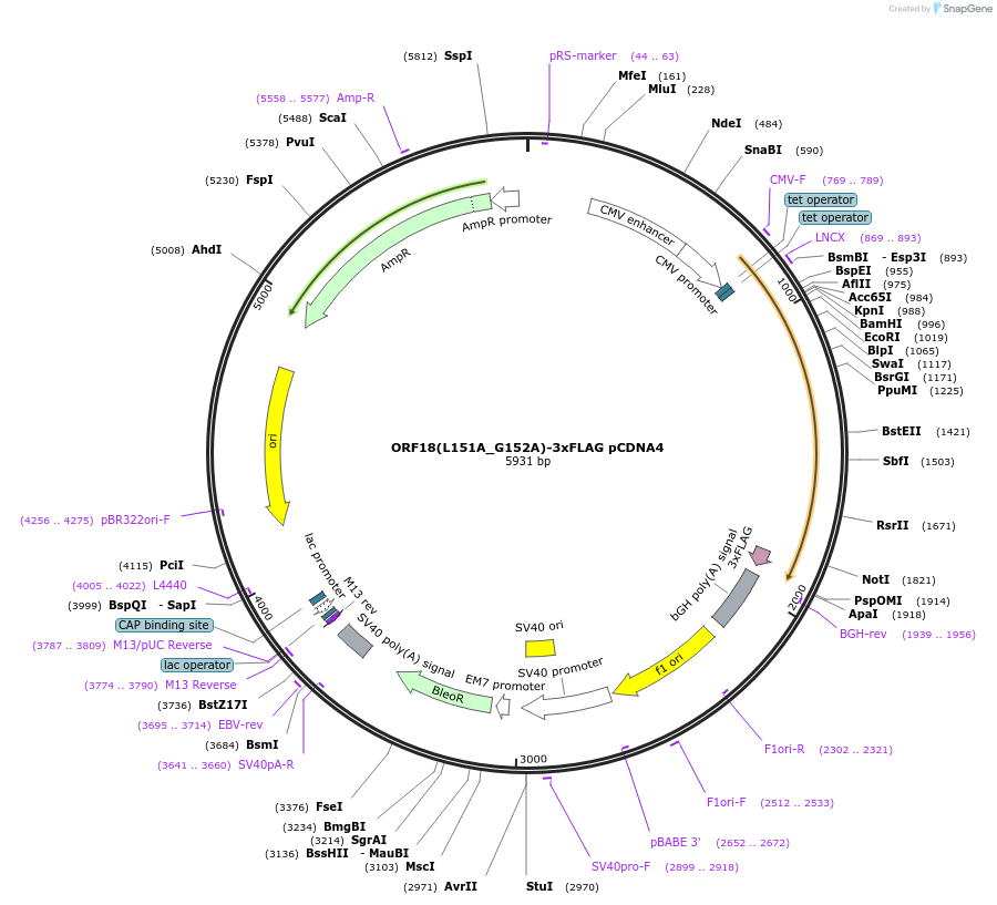 129813-plasmid-map-sequence-id-257124