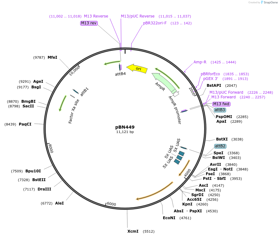 129555-plasmid-map-sequence-id-257130