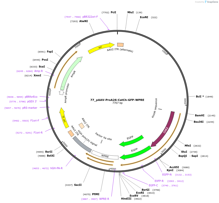125909-plasmid-map-sequence-id-257137