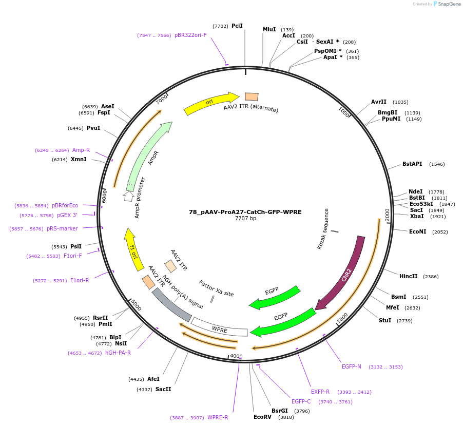 125910-plasmid-map-sequence-id-257139
