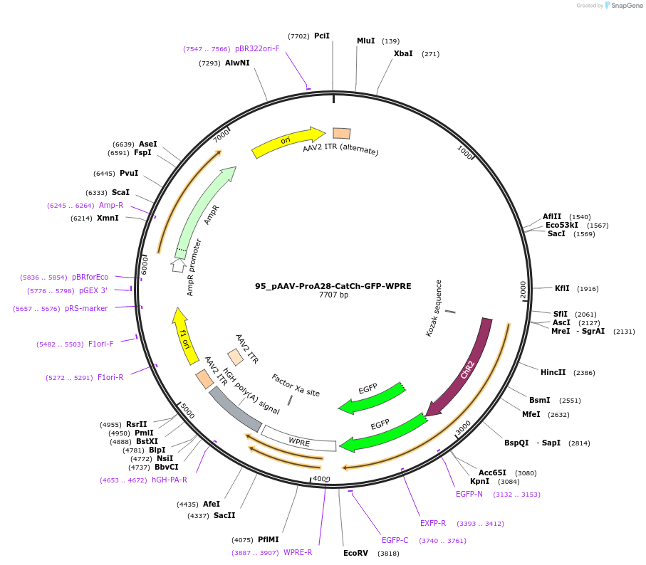 125911-plasmid-map-sequence-id-257142