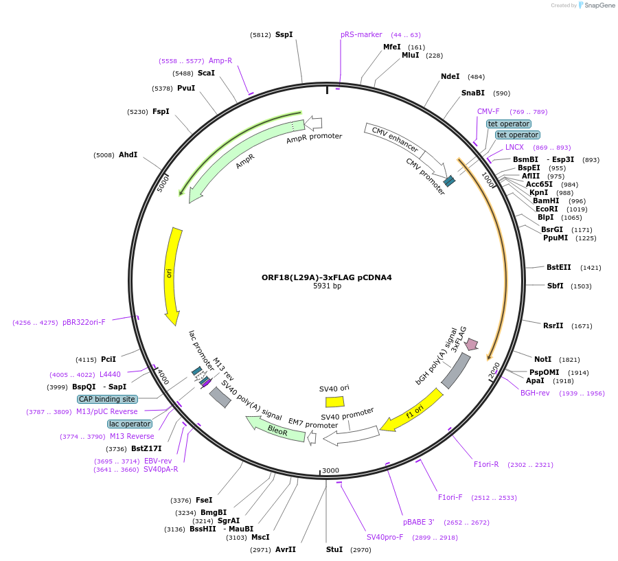 129777-plasmid-map-sequence-id-257143