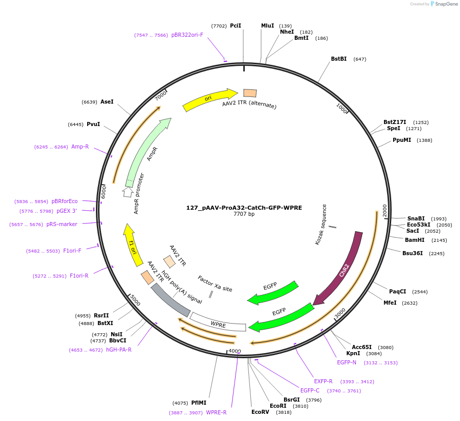 125915-plasmid-map-sequence-id-257155