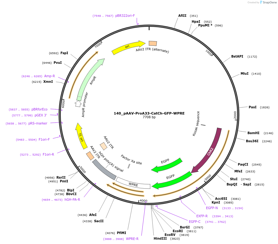 125916-plasmid-map-sequence-id-257157