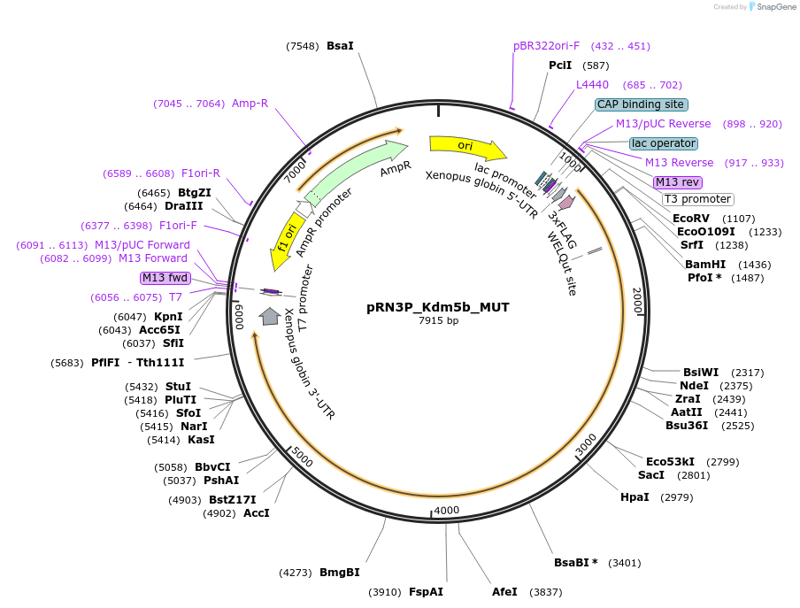119767-plasmid-map-sequence-id-257160