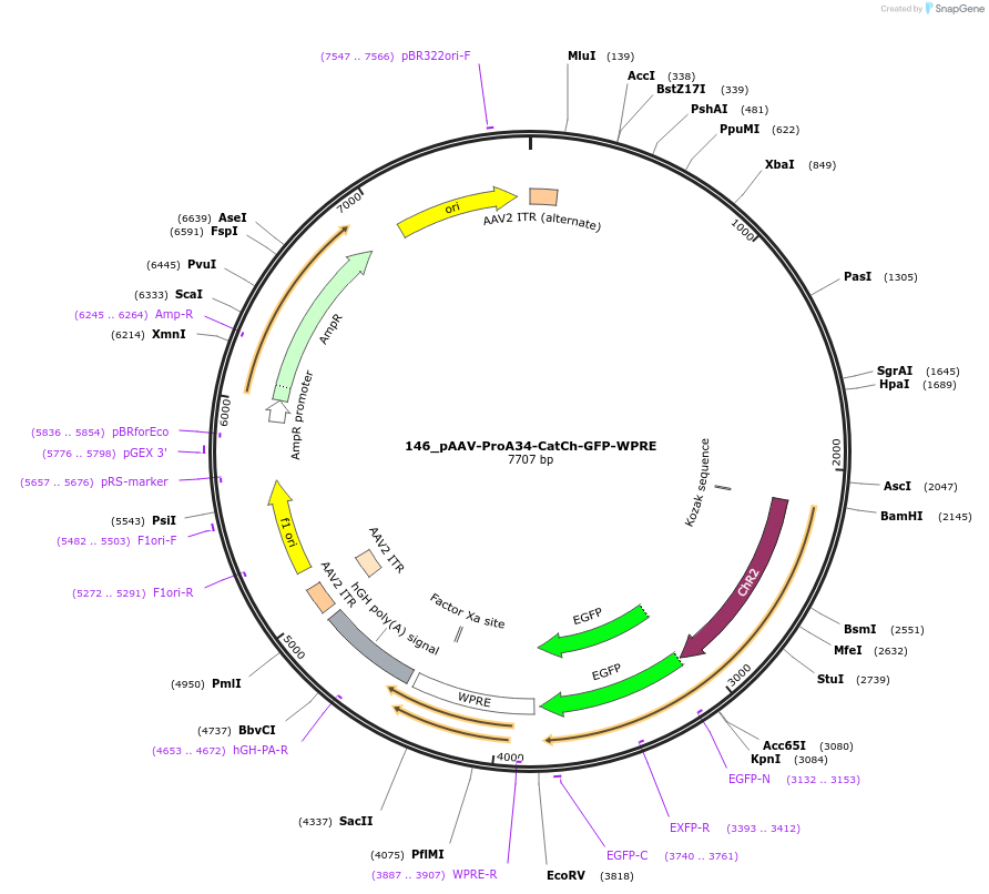 125917-plasmid-map-sequence-id-257164