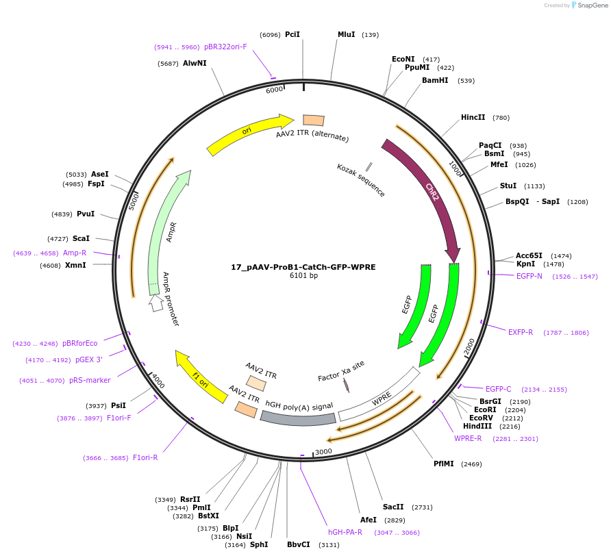125921-plasmid-map-sequence-id-257167