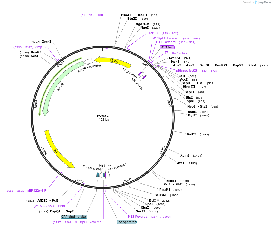 132345-plasmid-map-sequence-id-257172