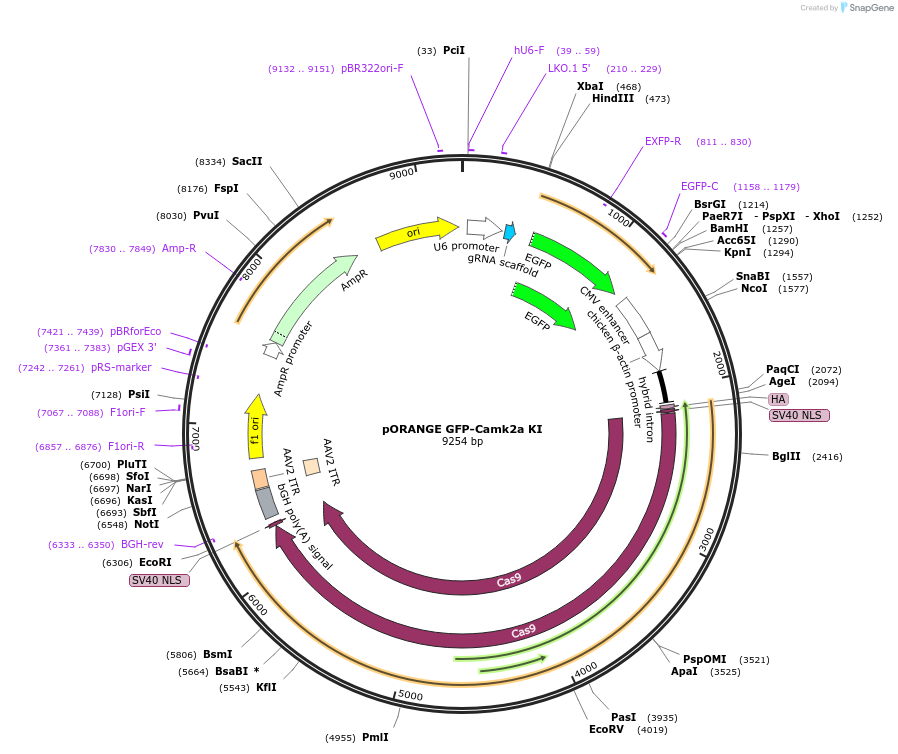 131484-plasmid-map-sequence-id-257183