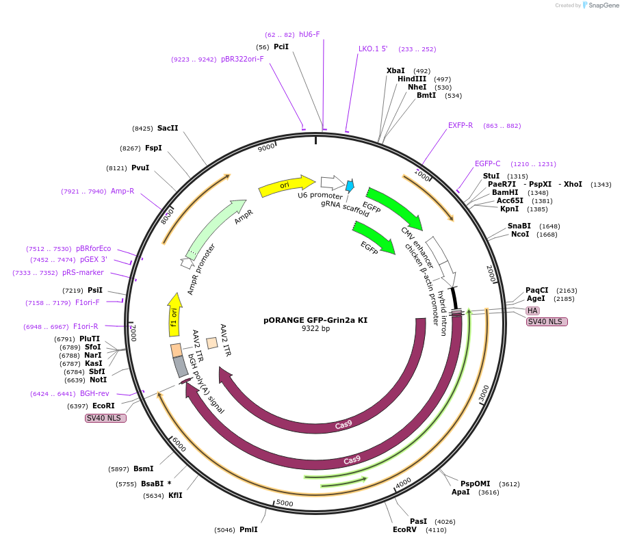 131486-plasmid-map-sequence-id-257189