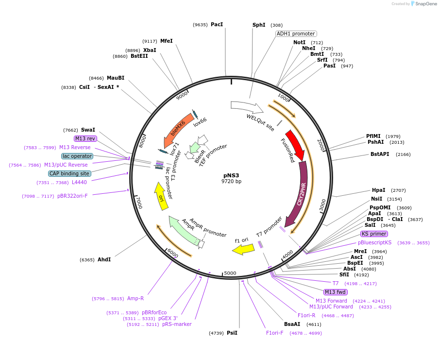 131770-plasmid-map-sequence-id-257191
