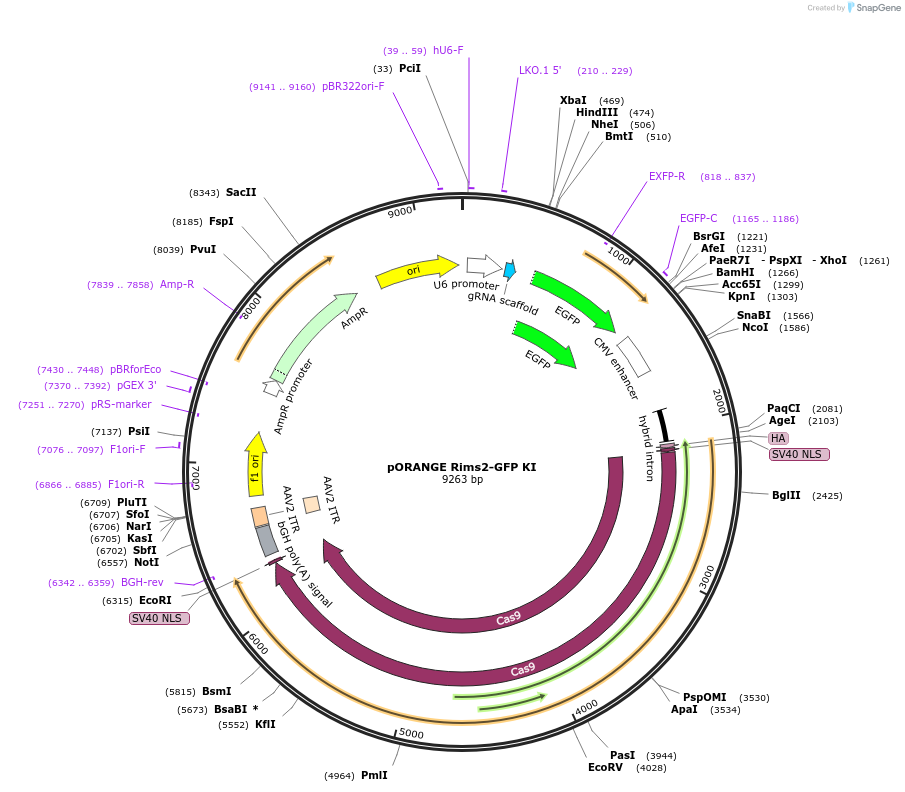 131495-plasmid-map-sequence-id-257195