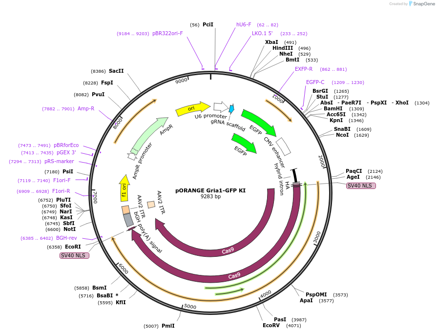 131489-plasmid-map-sequence-id-257200