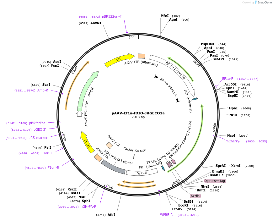 128317-plasmid-map-sequence-id-257202
