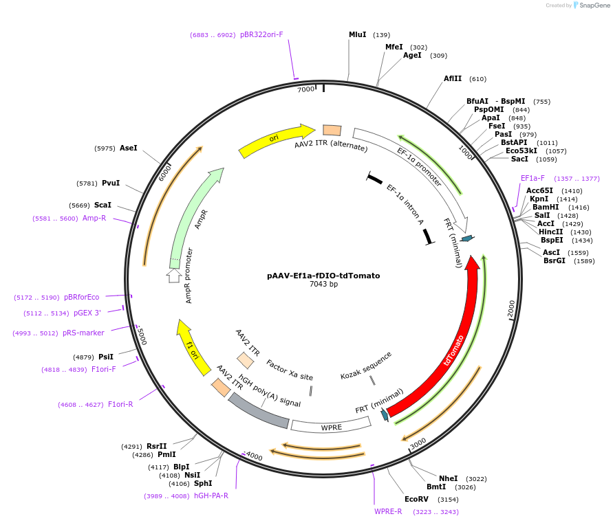 128434-plasmid-map-sequence-id-257203