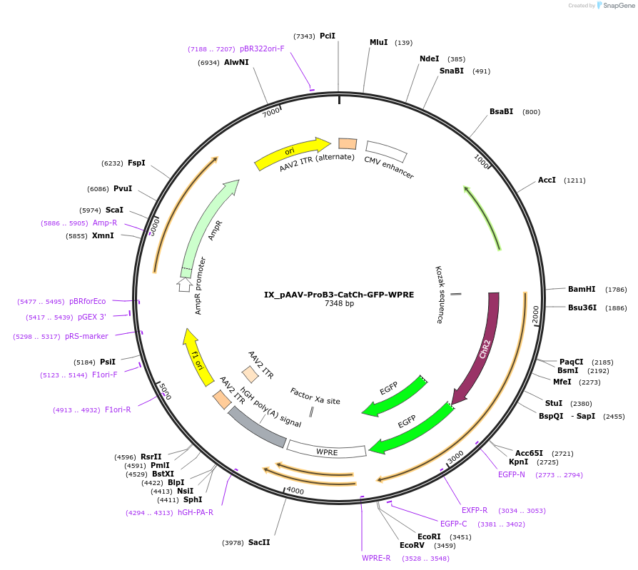 125923-plasmid-map-sequence-id-257205