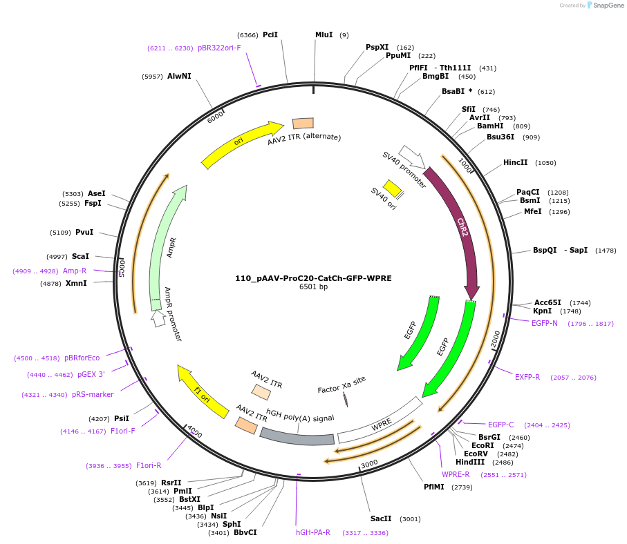 125955-plasmid-map-sequence-id-257255
