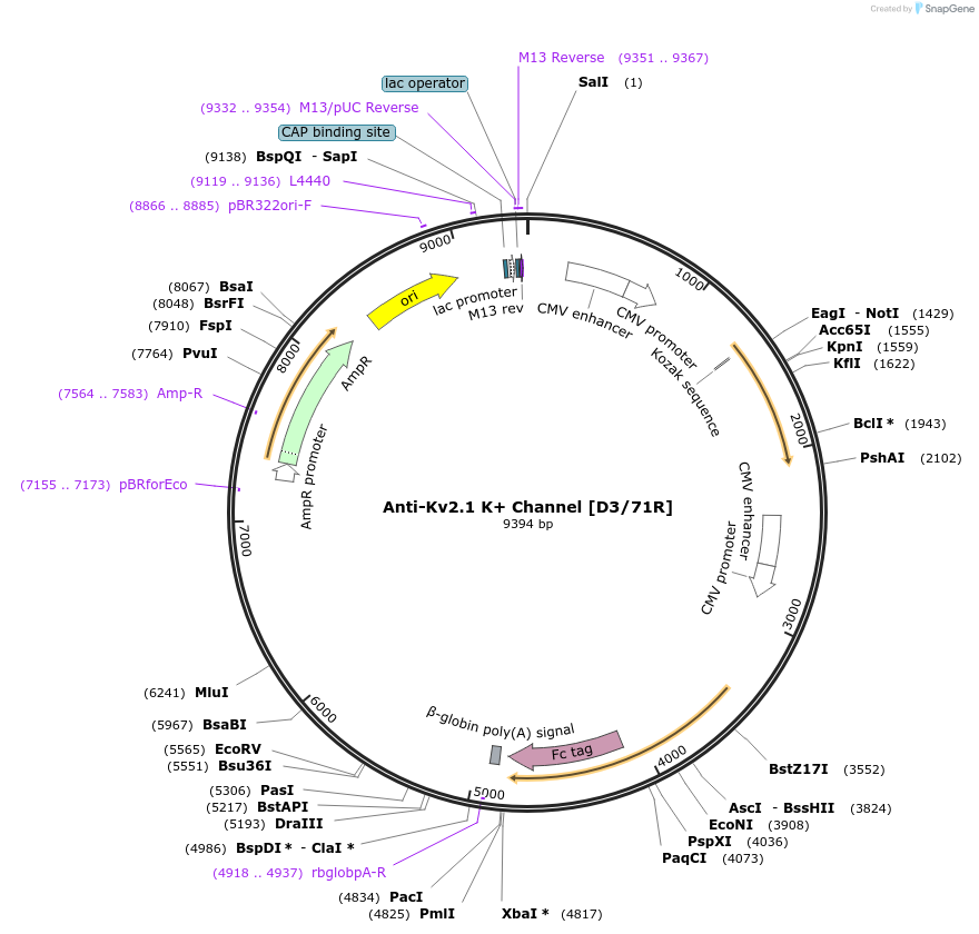 128612-plasmid-map-sequence-id-257257