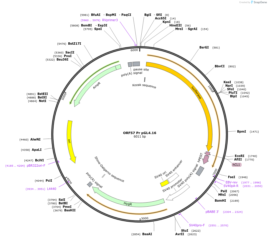 120378-plasmid-map-sequence-id-257262