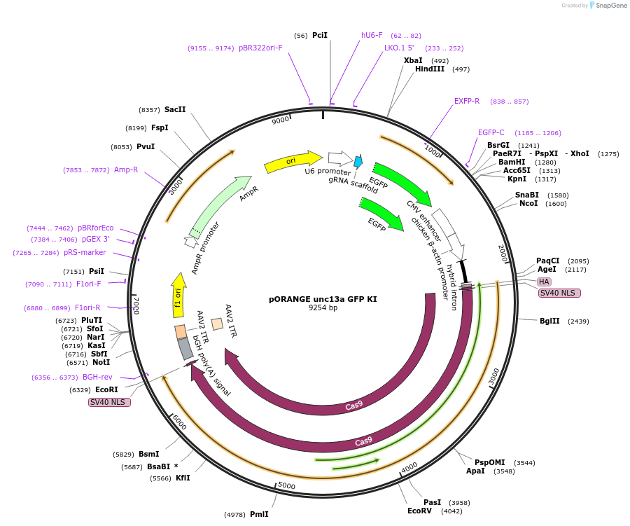 131498-plasmid-map-sequence-id-257263