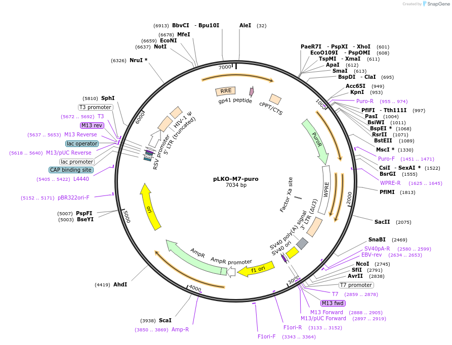 131697-plasmid-map-sequence-id-257264