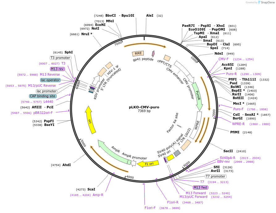 131700-plasmid-map-sequence-id-257265