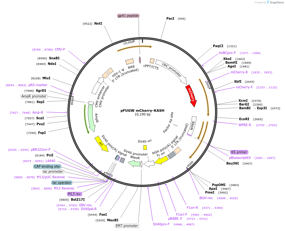 131505-plasmid-map-sequence-id-257275