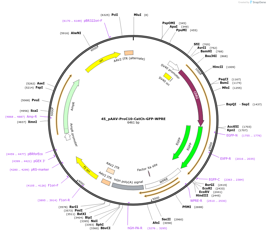 125945-plasmid-map-sequence-id-257278