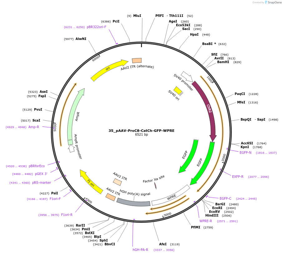 125943-plasmid-map-sequence-id-257285