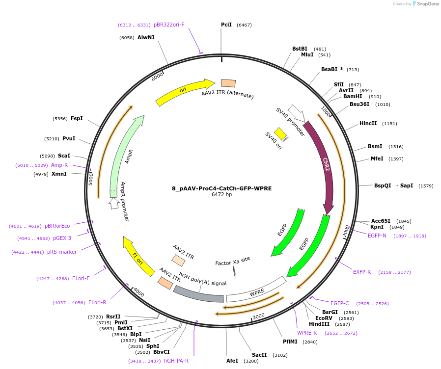 125940-plasmid-map-sequence-id-257297