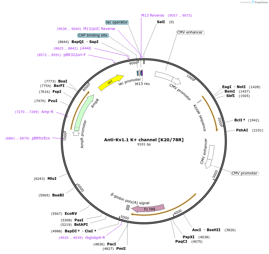 128616-plasmid-map-sequence-id-257298
