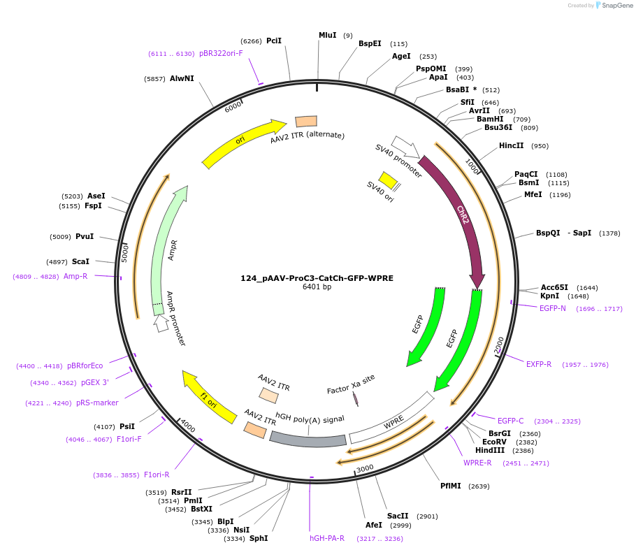 125939-plasmid-map-sequence-id-257310