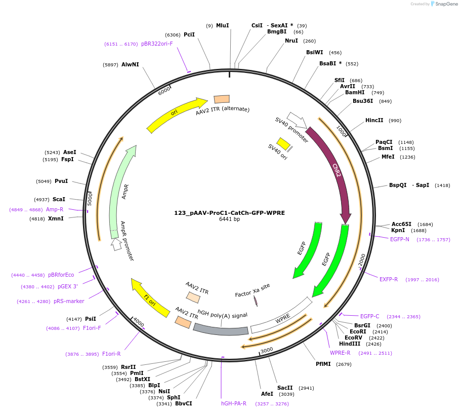 125937-plasmid-map-sequence-id-257311