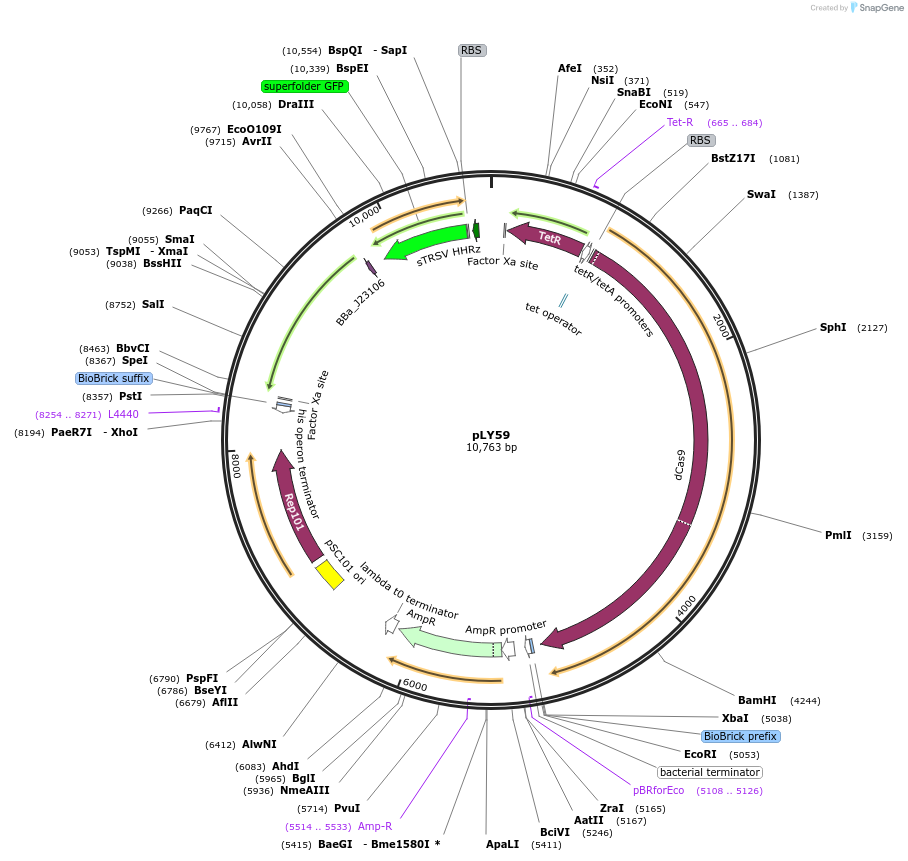 130927-plasmid-map-sequence-id-257328