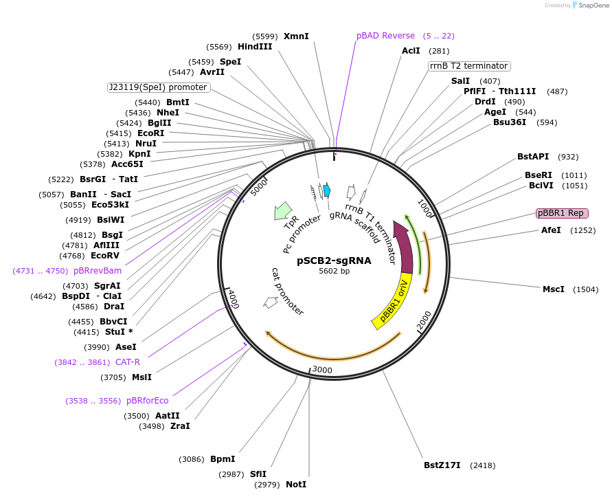 129463-plasmid-map-sequence-id-257368