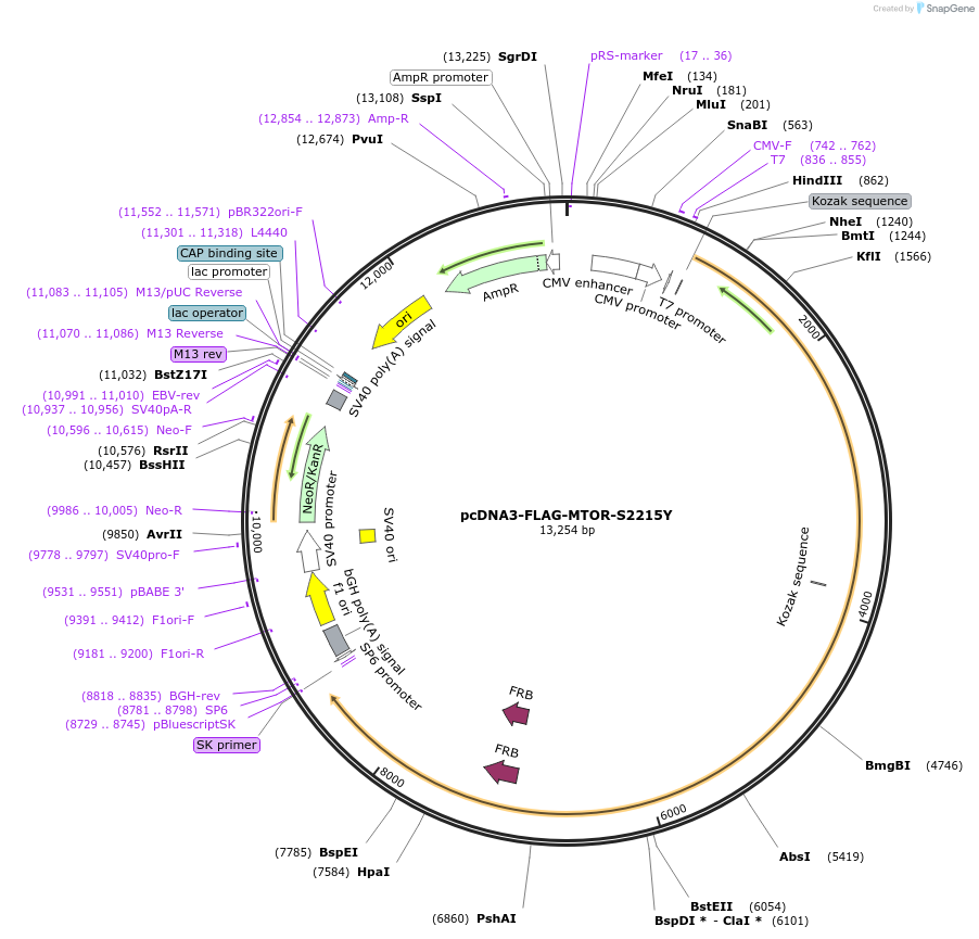 69013-plasmid-map-sequence-id-257372