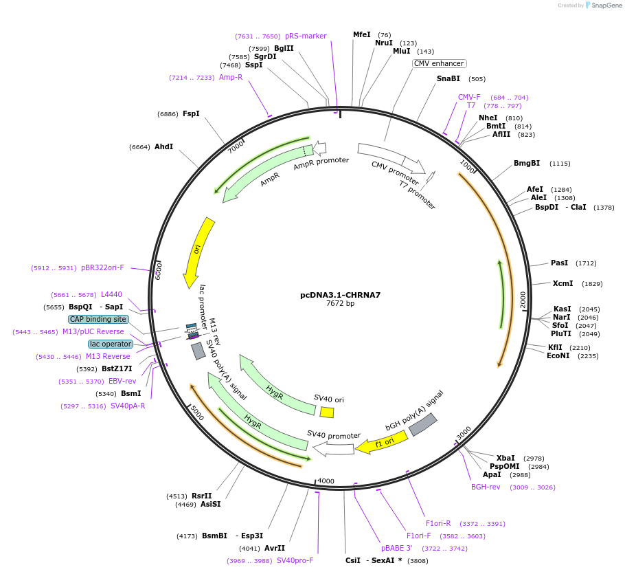 62276-plasmid-map-sequence-id-257374