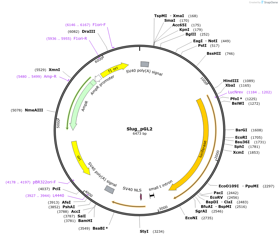 31695-plasmid-map-sequence-id-257375