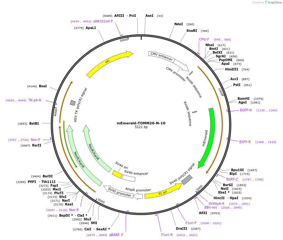 54282-plasmid-map-sequence-id-257386