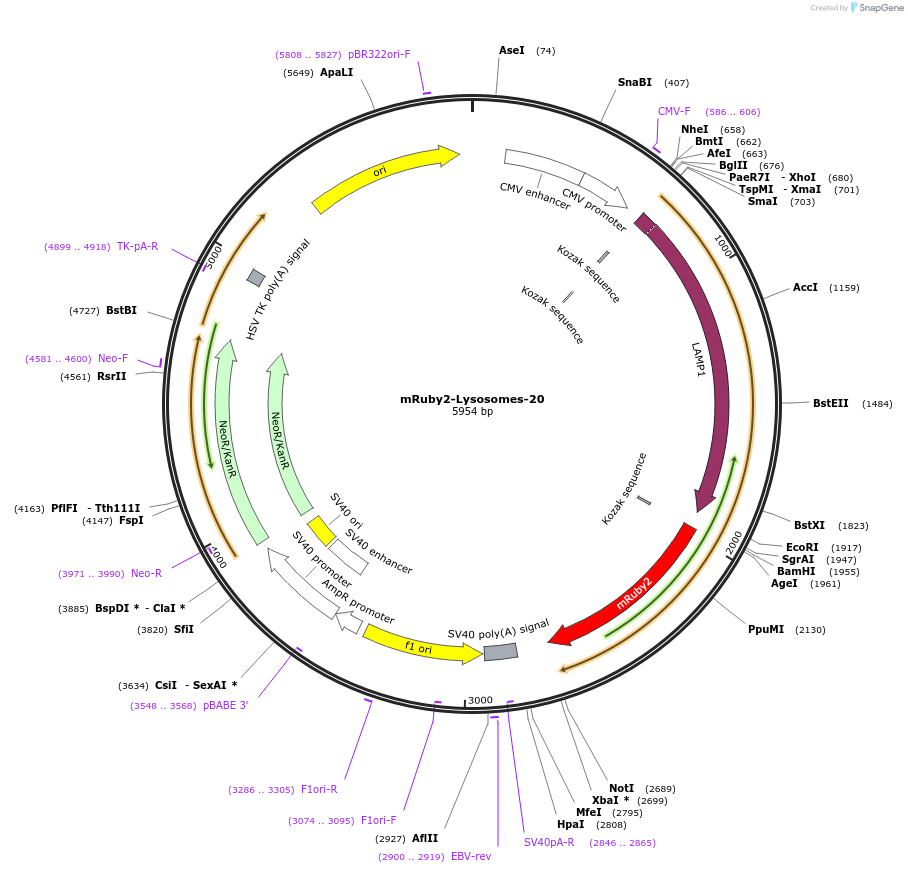 55902-plasmid-map-sequence-id-257391