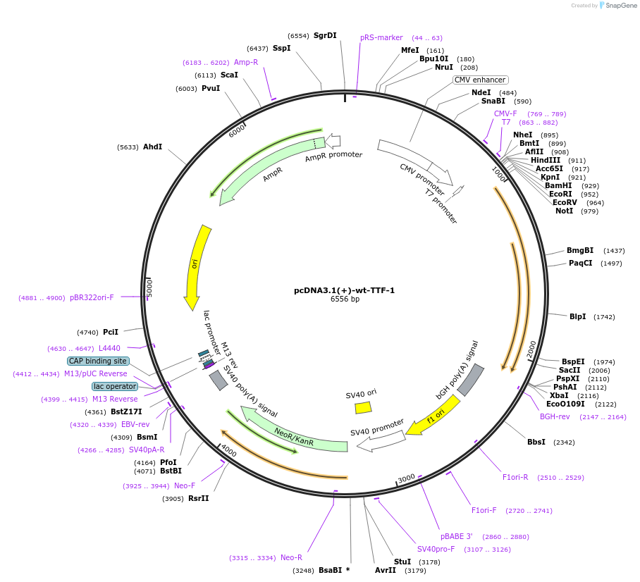 49989-plasmid-map-sequence-id-257410