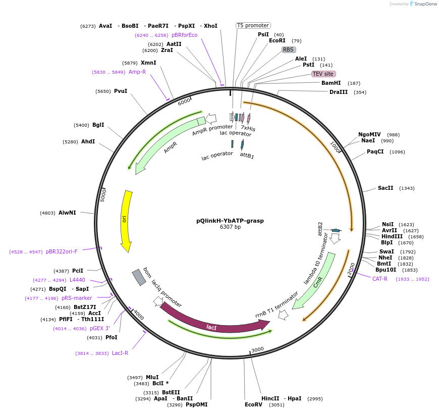 129639-plasmid-map-sequence-id-257446