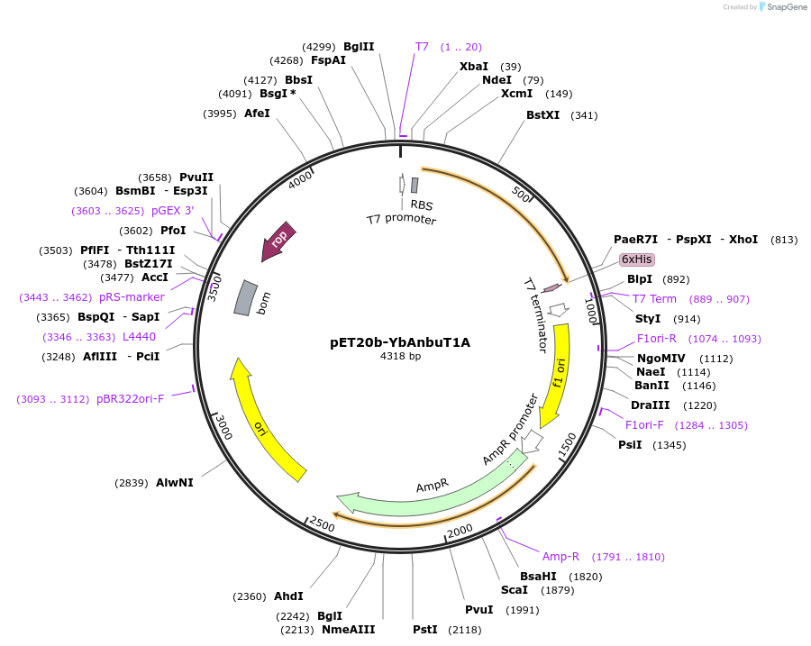 129638-plasmid-map-sequence-id-257448
