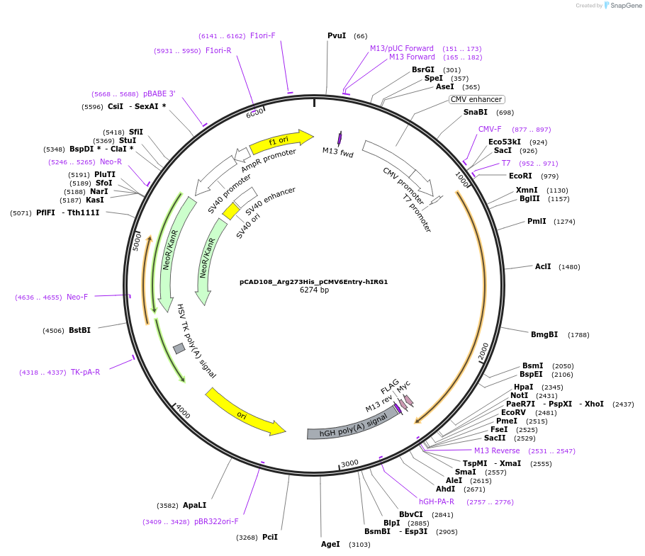 124878-plasmid-map-sequence-id-257458