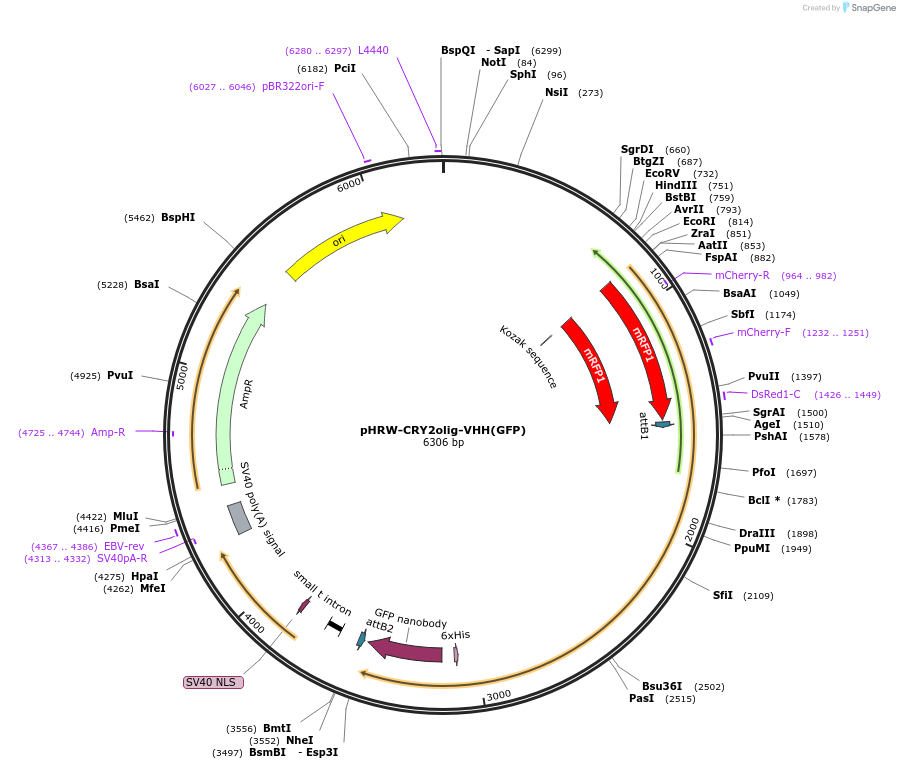 126023-plasmid-map-sequence-id-257477