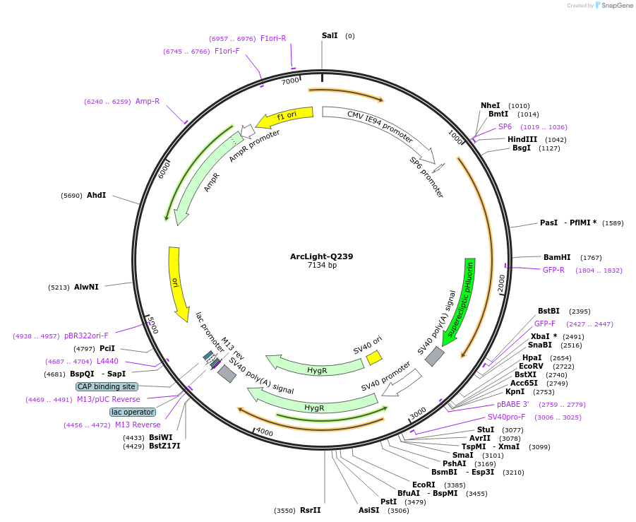 36856-plasmid-map-sequence-id-257479