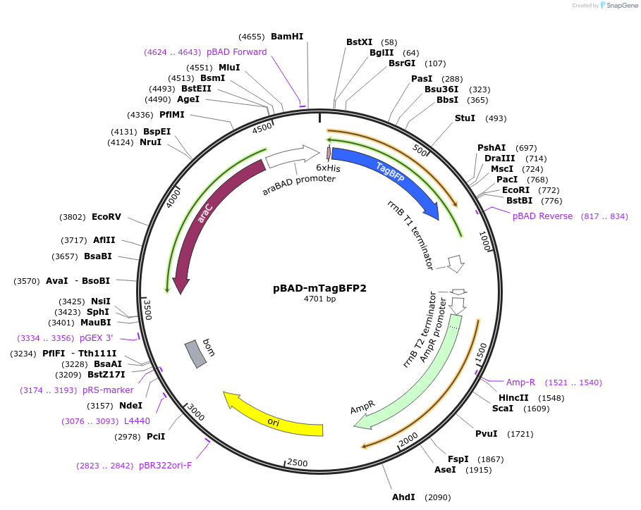 34632-plasmid-map-sequence-id-257481