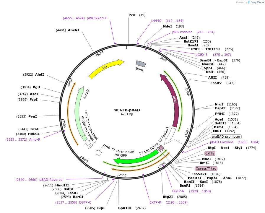 54622-plasmid-map-sequence-id-257491