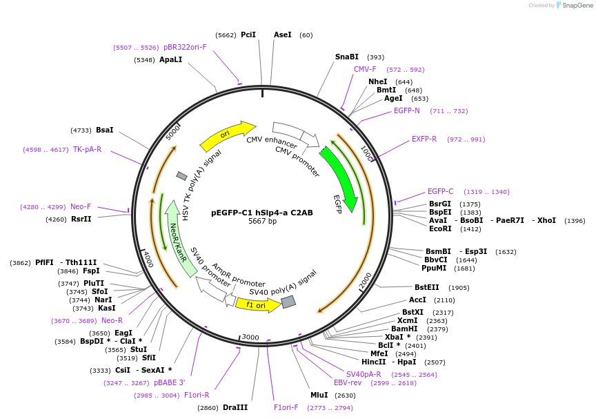 40037-plasmid-map-sequence-id-257509