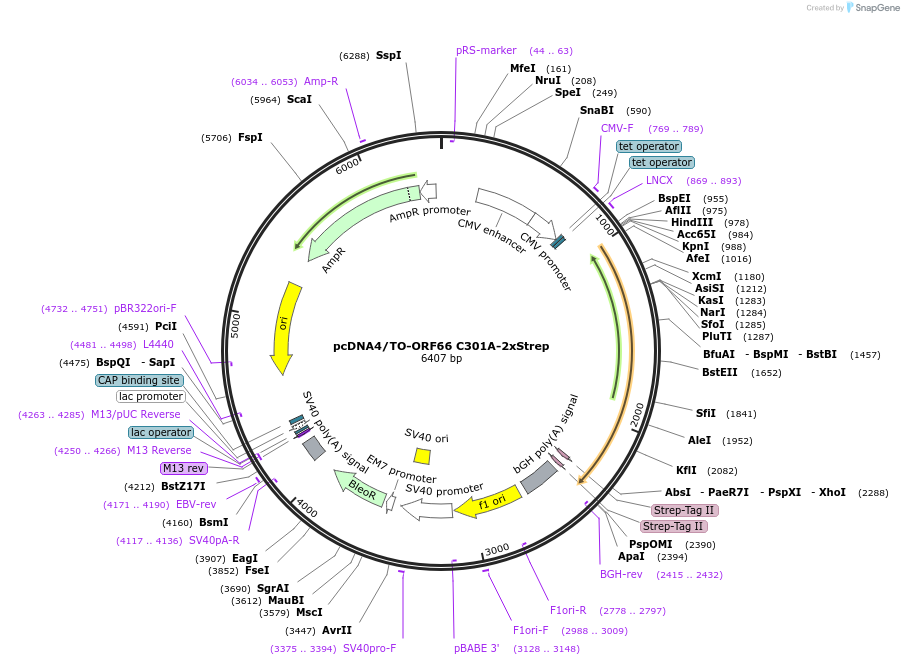 131117-plasmid-map-sequence-id-257511